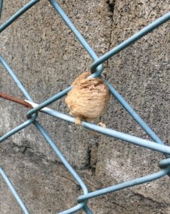 フェンスに産み付けられた卵嚢