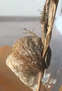 オオカマキリ孵化した幼虫と卵嚢