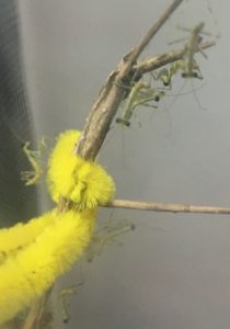 カマキリの幼虫たち