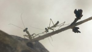 カマキリの初齢幼虫