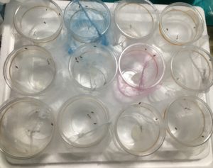 1匹ずつカップに分けられた初齢幼虫たち