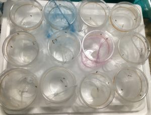 カマキリの飼育カップたち