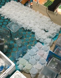 餌やり時ティッシュを被せられた飼育カップ