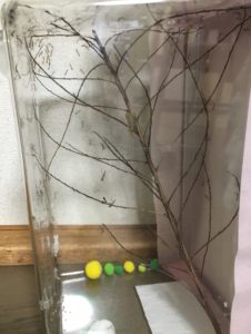 チョウセンカマキリの孵化時