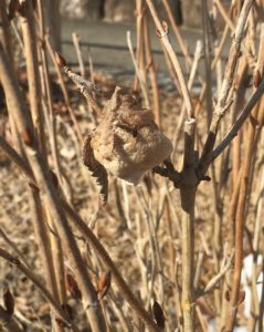 オオカマキリの卵嚢