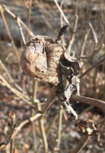 オオカマキリの卵嚢②