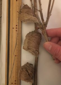 2018年度孵化前オオカマキリ卵嚢3つ