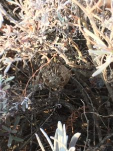 隠れるように産み付けられた卵嚢