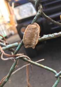 ハラビロカマキリ卵嚢