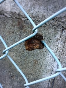 傷んでいるカマキリ卵嚢