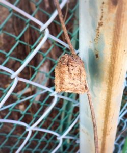 穴だらけのカマキリ卵嚢