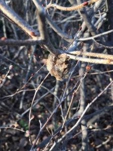 低めの木に産み付けられたボロボロ卵嚢