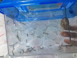 孵化したての初齢幼虫