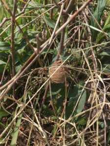 イネ科の植物に産み付けられた卵嚢