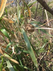 笹のような植物に産み付けられた卵嚢