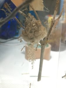 オオカマキリの孵化した幼虫と卵嚢