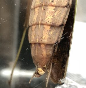 卵管に産卵時の卵嚢の残りカスを付けたメスカマキリの尻②