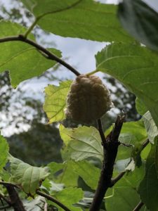 目線の高さに産み付けられた卵嚢