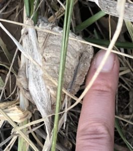 大きなカマキリ卵嚢