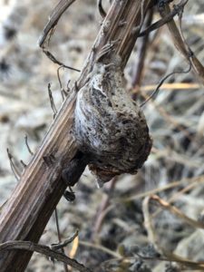 古そうなカマキリ卵嚢
