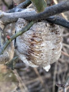 中身がちょっと分かる卵嚢