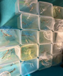 並べられたカマキリ飼育ケース